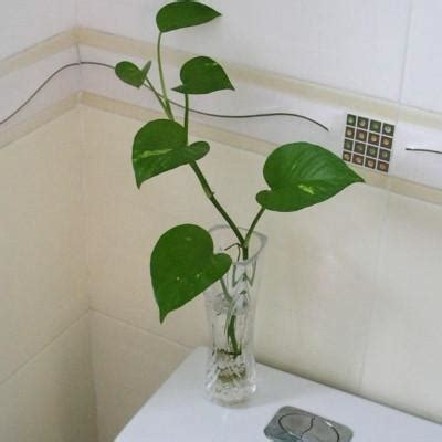 廁所要放什麼植物